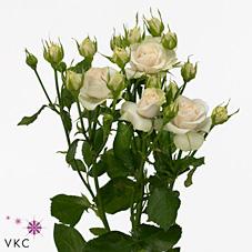 Срезанные цветы оптом Rosa spray super bubbles от 40шт из Голландии с доставкой по России