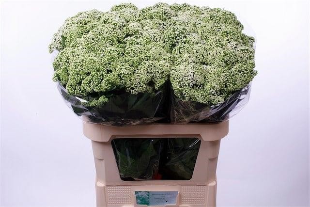 Срезанные цветы оптом Eupatorium white от 100шт.. из Голландии с доставкой по России