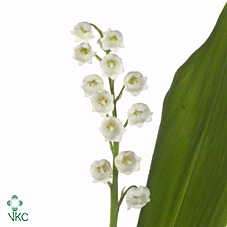 Срезанные цветы оптом Convallaria white on water от 100шт из Голландии с доставкой по России