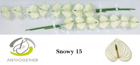 Срезанные цветы оптом Anthurium snowy от 15шт из Голландии с доставкой по России