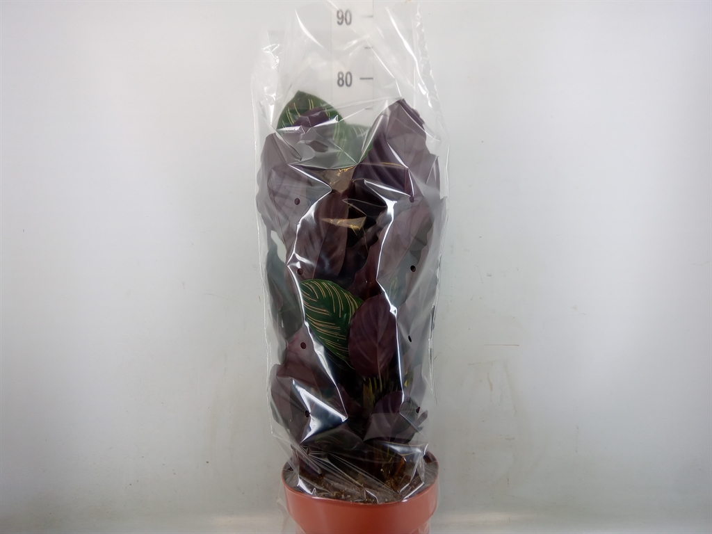 Горшечные цветы и растения оптом Calathea Makoyana от 1шт из Голландии с доставкой по России