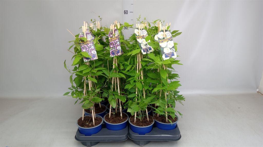 Горшечные цветы и растения оптом Cobaea Scandens от 8шт из Голландии с доставкой по России
