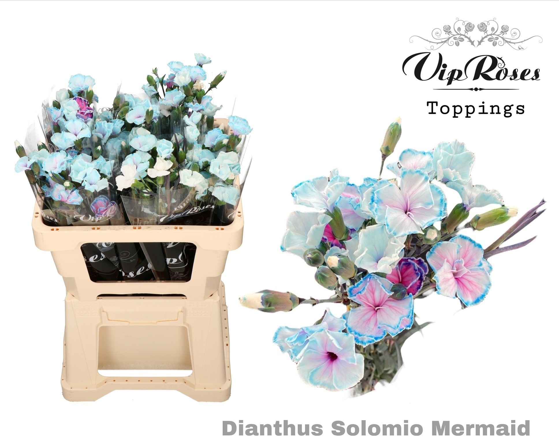 Срезанные цветы оптом Dianthus sp paint solomio mermaid от 60шт из Голландии с доставкой по России