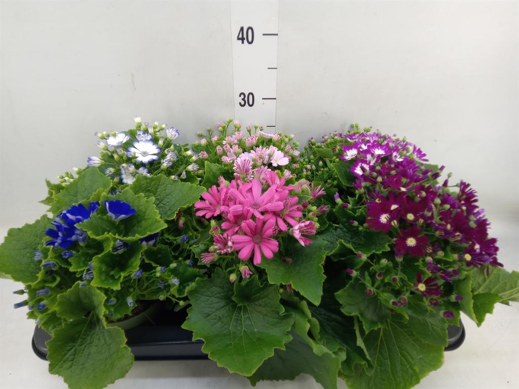 Горшечные цветы и растения оптом Pericallis Cr.   ... от 6шт из Голландии с доставкой по России