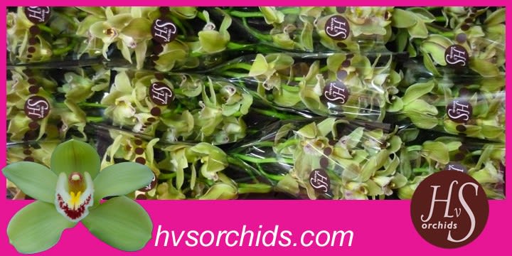 Срезанные цветы оптом Cymbidium green piedmont от 12шт из Голландии с доставкой по России