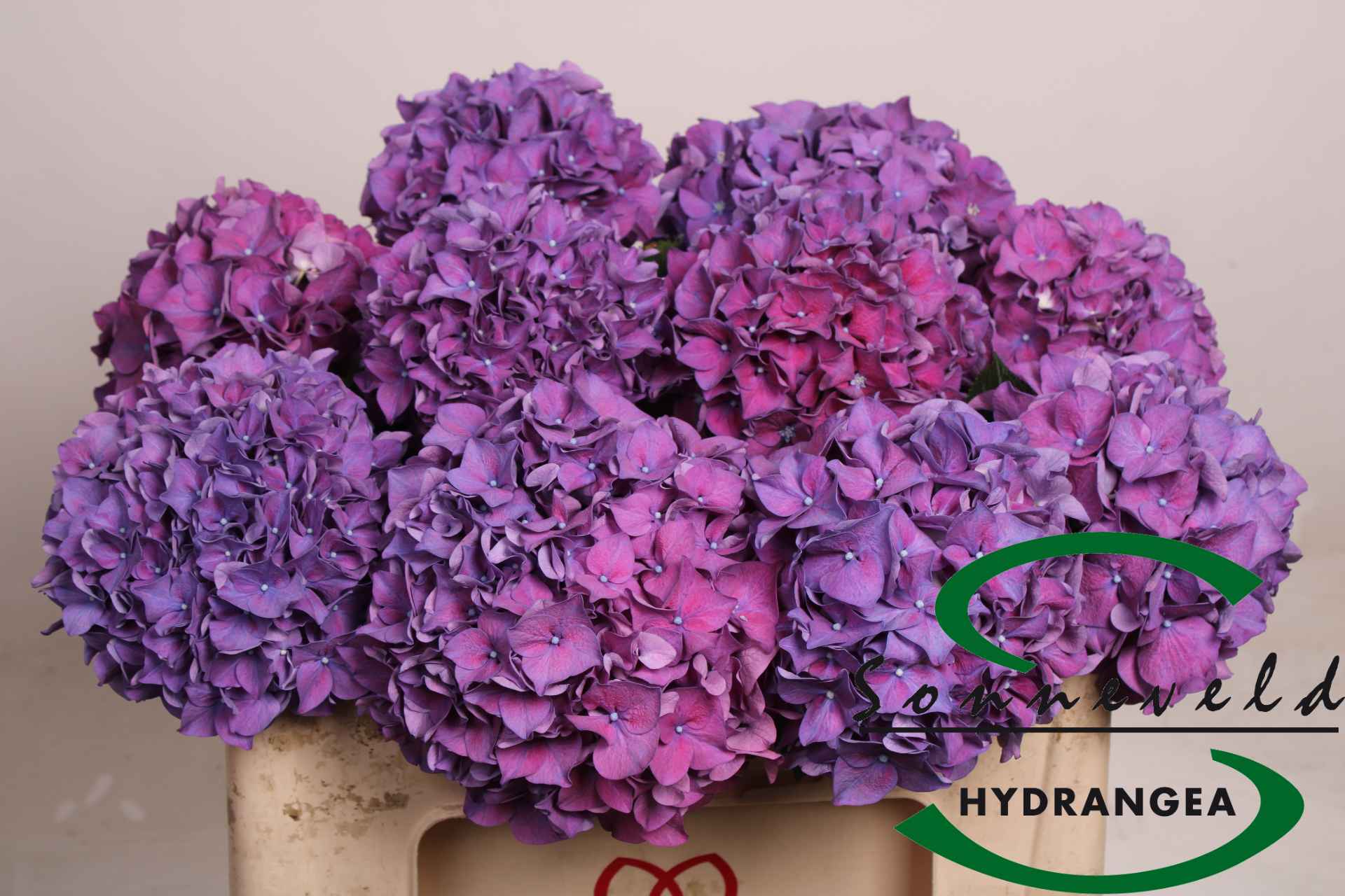 Срезанные цветы оптом Hydrangea rodeo purple-red от 10шт из Голландии с доставкой по России