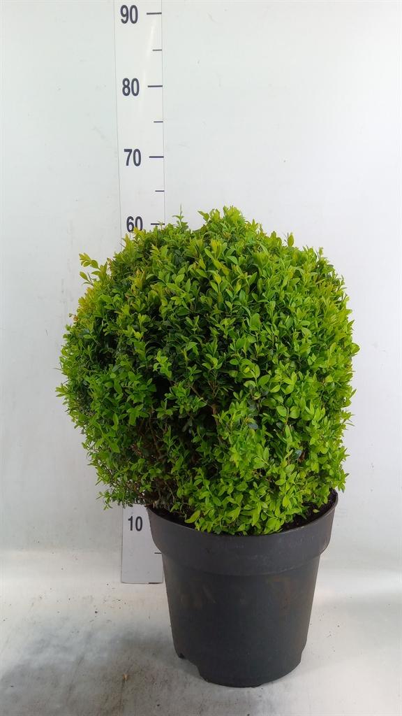 Горшечные цветы и растения оптом Buxus Semp Ball от 1шт из Голландии с доставкой по России
