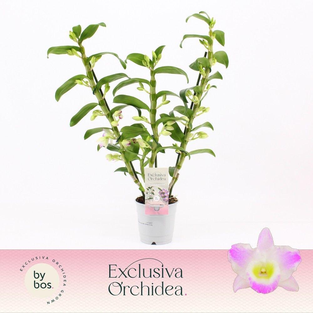 Горшечные цветы и растения оптом Dendr Nob 3st Pandora Exclusiva Orchidea от 6шт из Голландии с доставкой по России