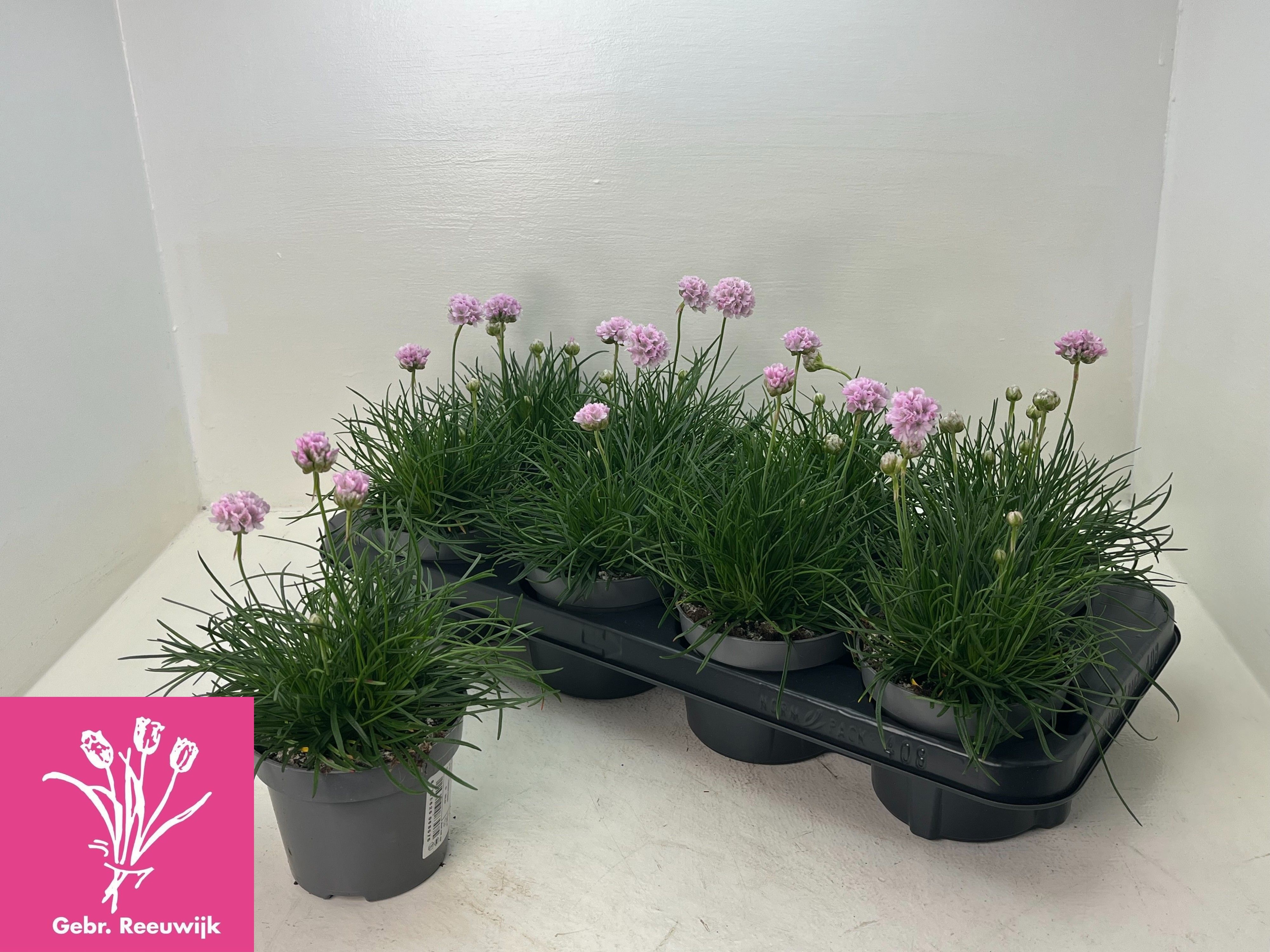 Горшечные цветы и растения оптом Arme Ov от 8шт из Голландии с доставкой по России