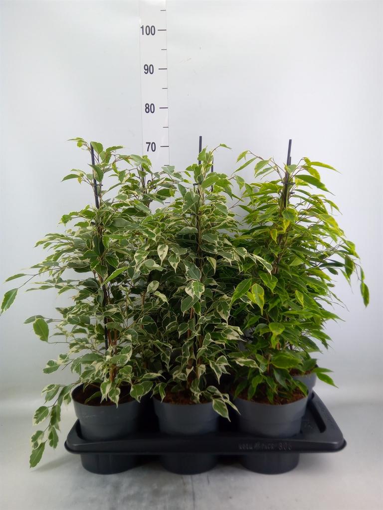 Горшечные цветы и растения оптом Ficus Benja.   ...mix от 6шт из Голландии с доставкой по России