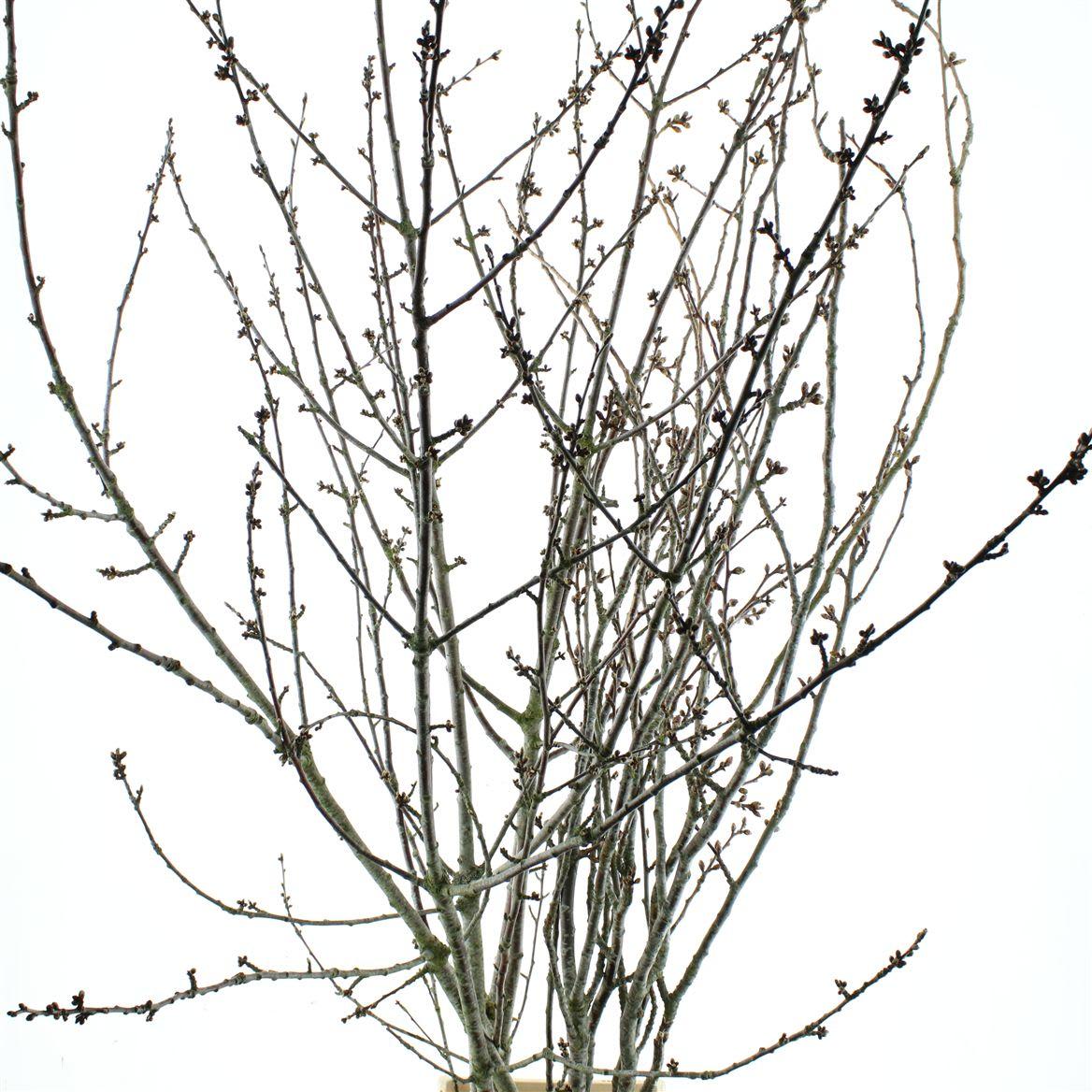 Срезанные цветы оптом Prunus serrulata от 5шт из Голландии с доставкой по России