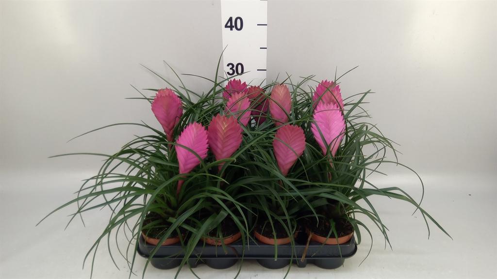 Горшечные цветы и растения оптом Tillandsia Cyanea anita от 12шт (для телеги) из Голландии с доставкой по России