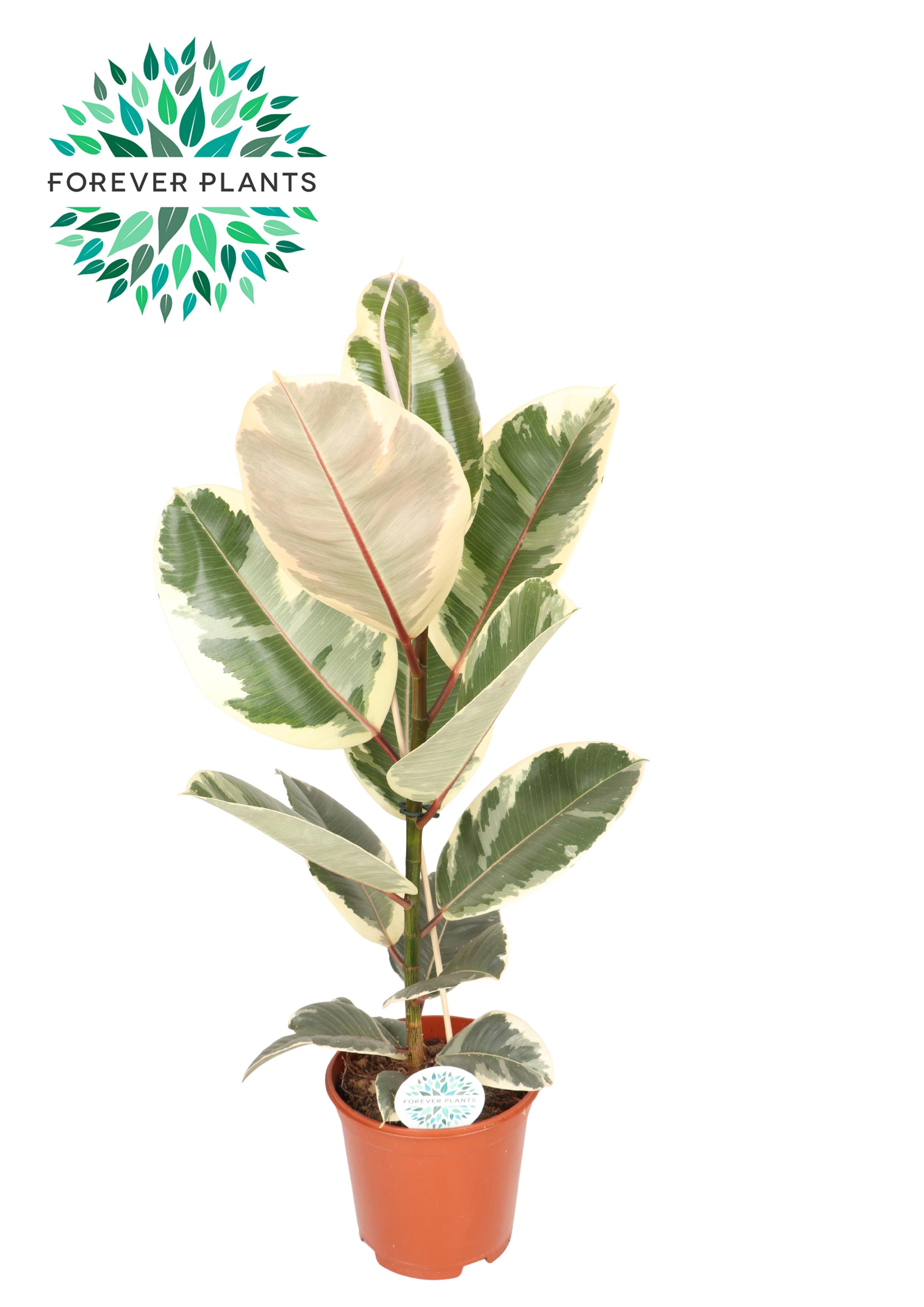 Горшечные цветы и растения оптом Ficus Elastica Tineke P21 от 1шт из Голландии с доставкой по России