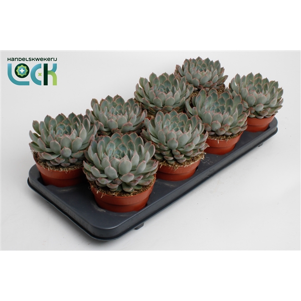 Горшечные цветы и растения оптом Echeveria Pelisuda от 6шт из Голландии с доставкой по России