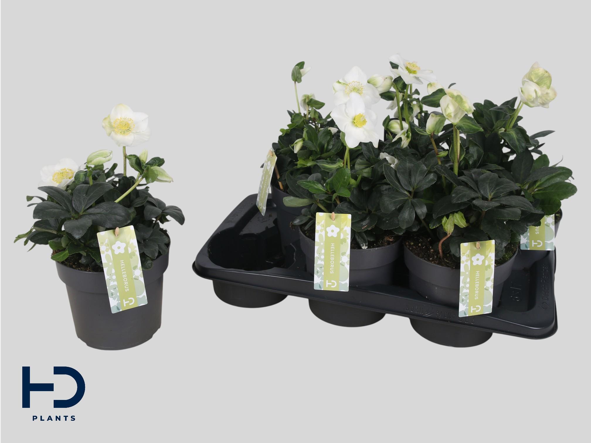 Горшечные цветы и растения оптом Hell Ni Chr Carol от 6шт из Голландии с доставкой по России