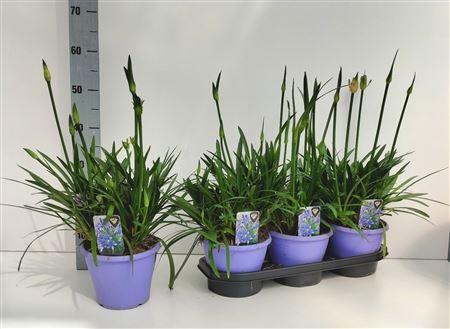 Горшечные цветы и растения оптом Agapanthus Crystal Line(r) Lichtbla от 3шт из Голландии с доставкой по России