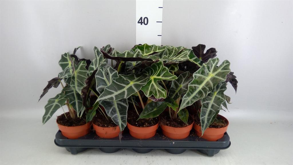 Горшечные цветы и растения оптом Alocasia Amazonica polly от 10шт (для телеги) из Голландии с доставкой по России