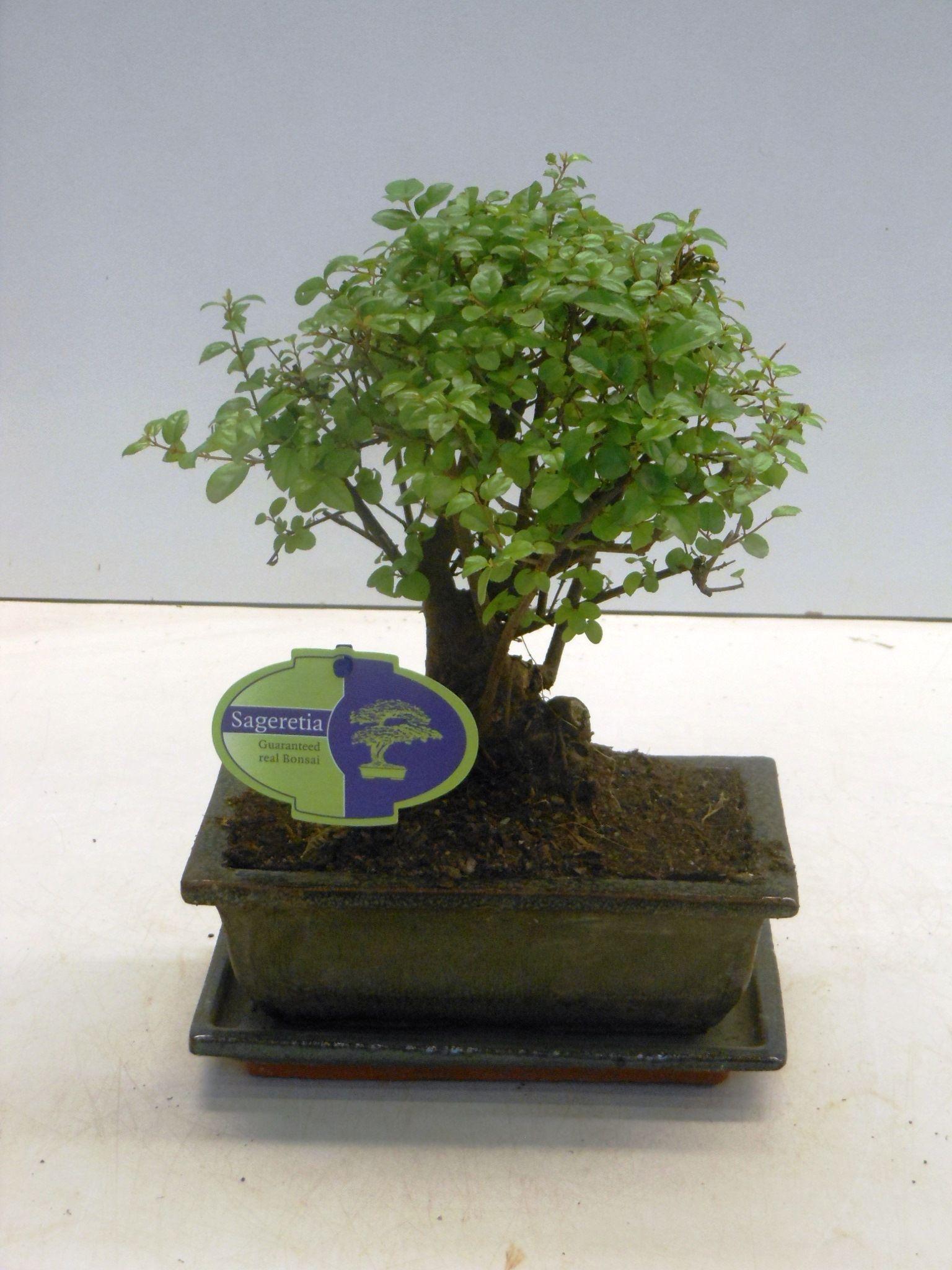 Горшечные цветы и растения оптом Sageretia Theezans, Broom, With Drip Tray от 7шт из Голландии с доставкой по России