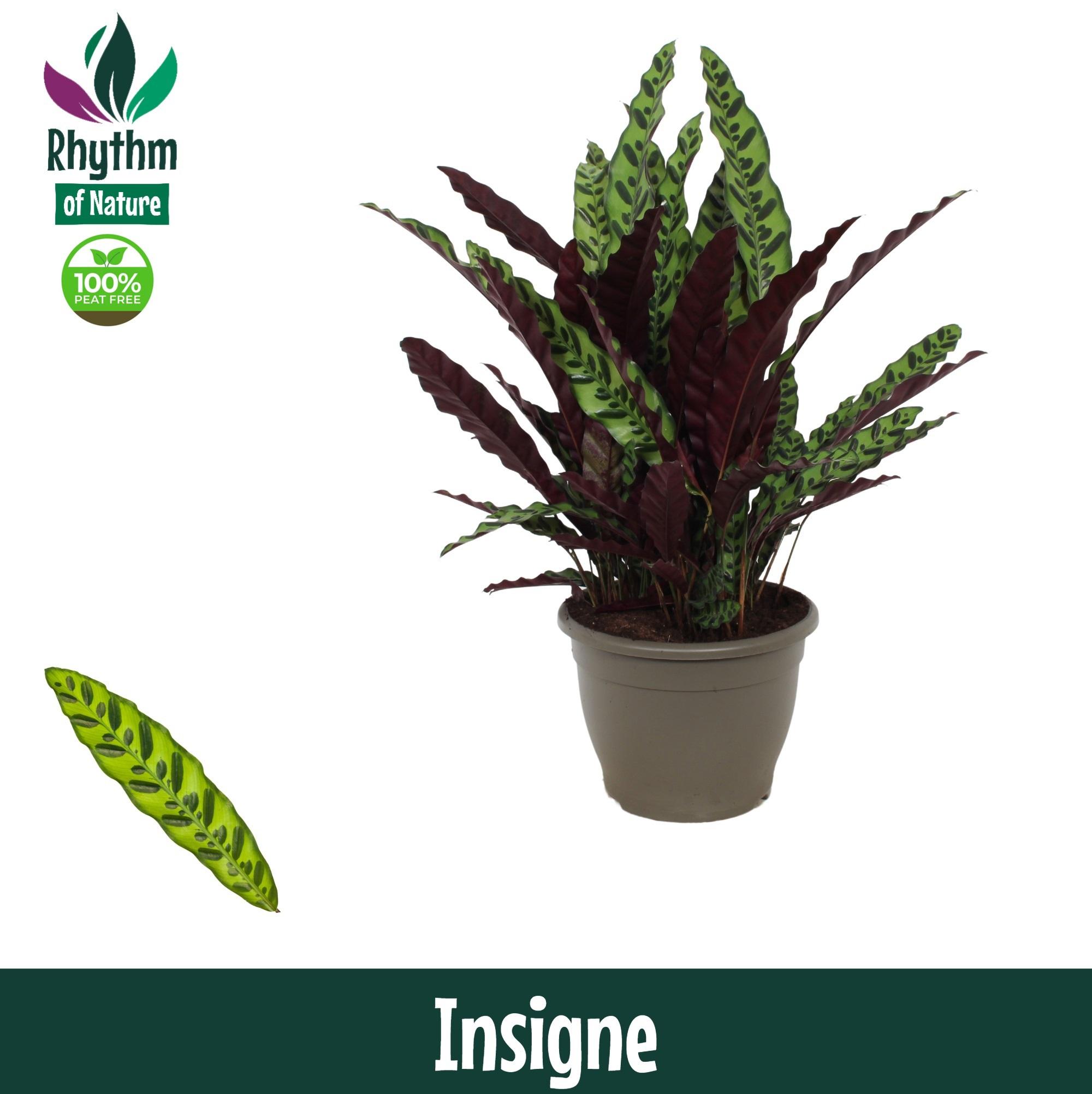 Горшечные цветы и растения оптом Calathea Insigne Decorum от 1шт из Голландии с доставкой по России