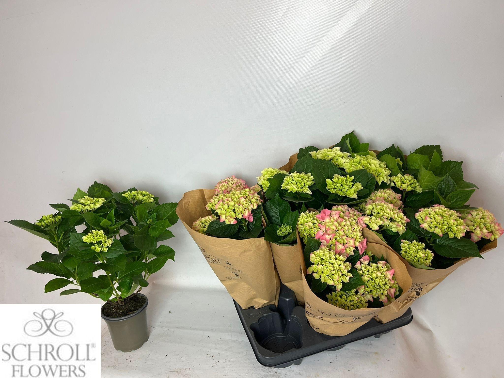 Горшечные цветы и растения оптом Hydr M Gem от 6шт из Голландии с доставкой по России