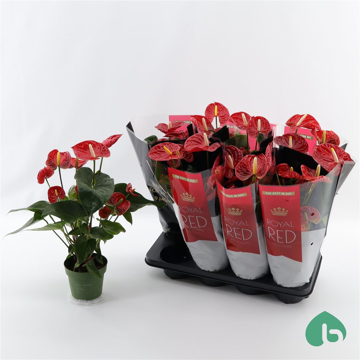 Горшечные цветы и растения оптом Anth An Madural Royal Red 6+ от 8шт из Голландии с доставкой по России