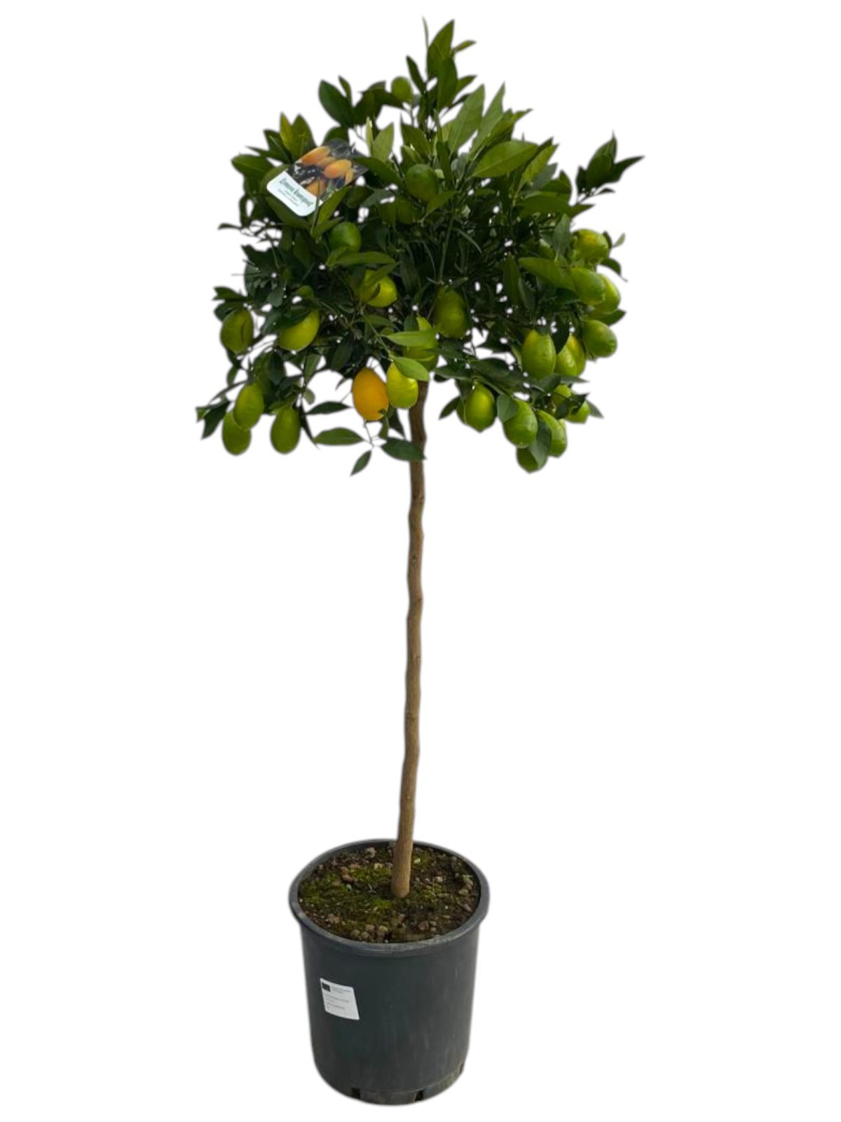 Горшечные цветы и растения оптом Citrus Limequat Op Stam от 1шт (для телеги) из Голландии с доставкой по России
