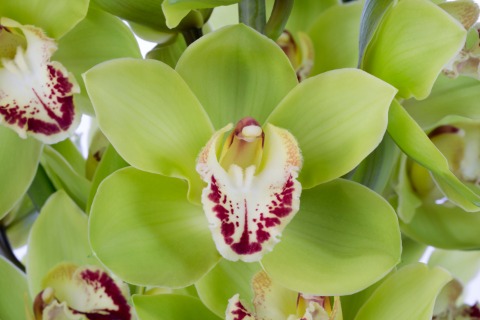 Срезанные цветы оптом Cymbidium green от 6шт из Голландии с доставкой по России