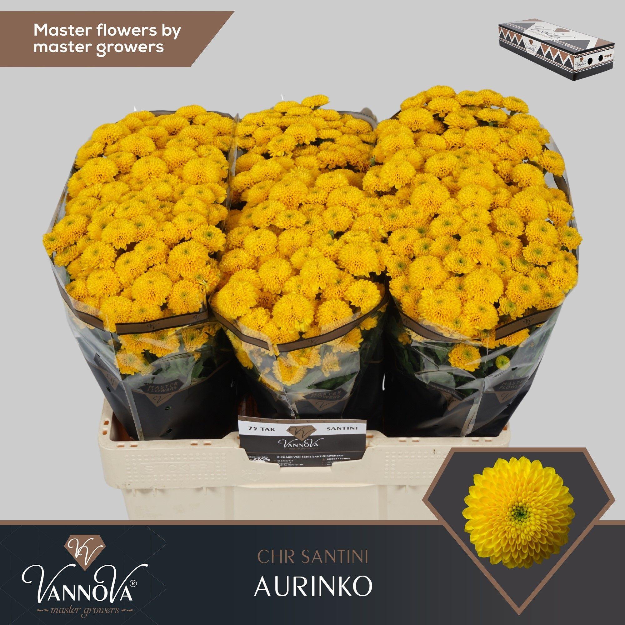 Срезанные цветы оптом Chrys sa aurinko от 75шт. из Голландии с доставкой по России