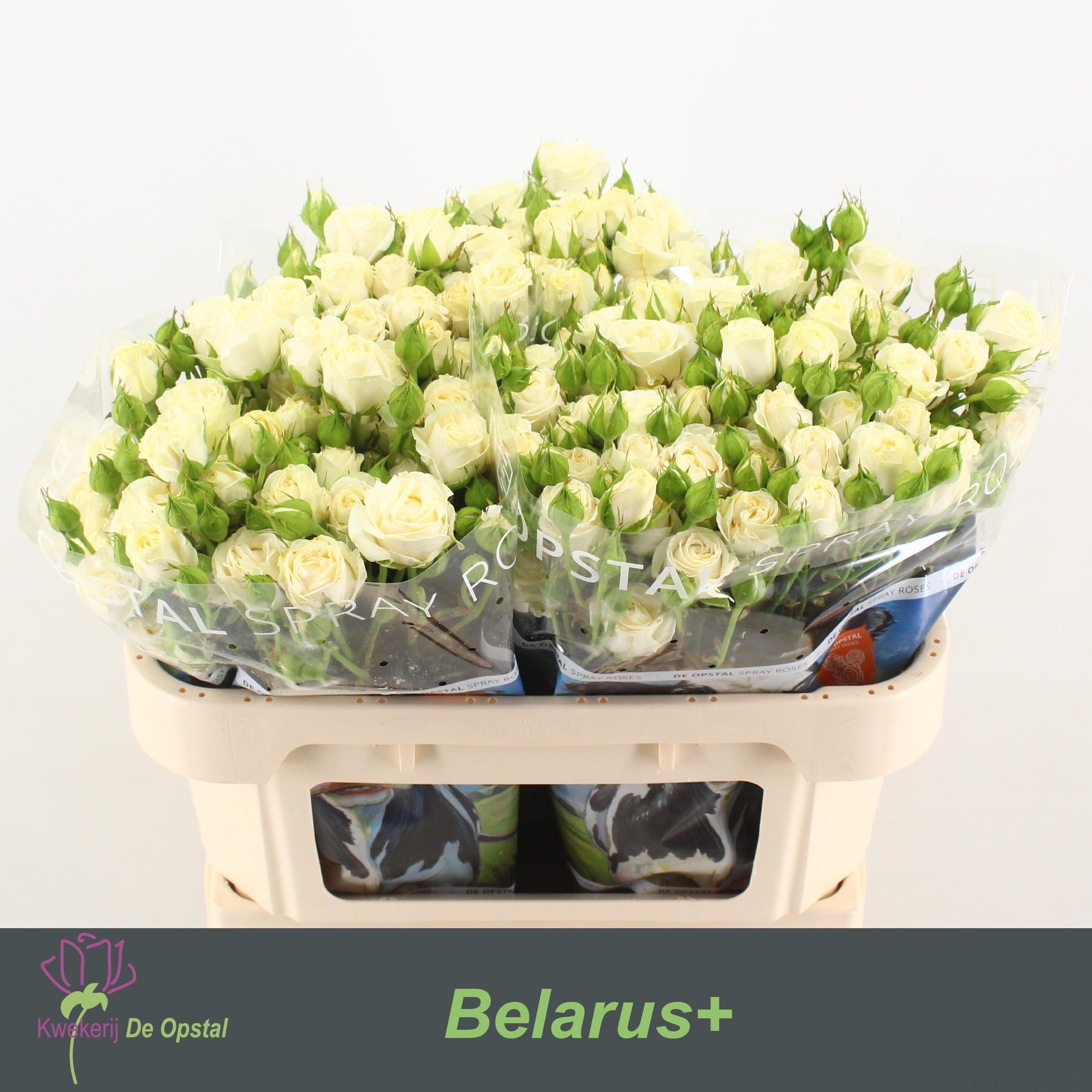 Срезанные цветы оптом Rosa spray belarus от 20шт из Голландии с доставкой по России