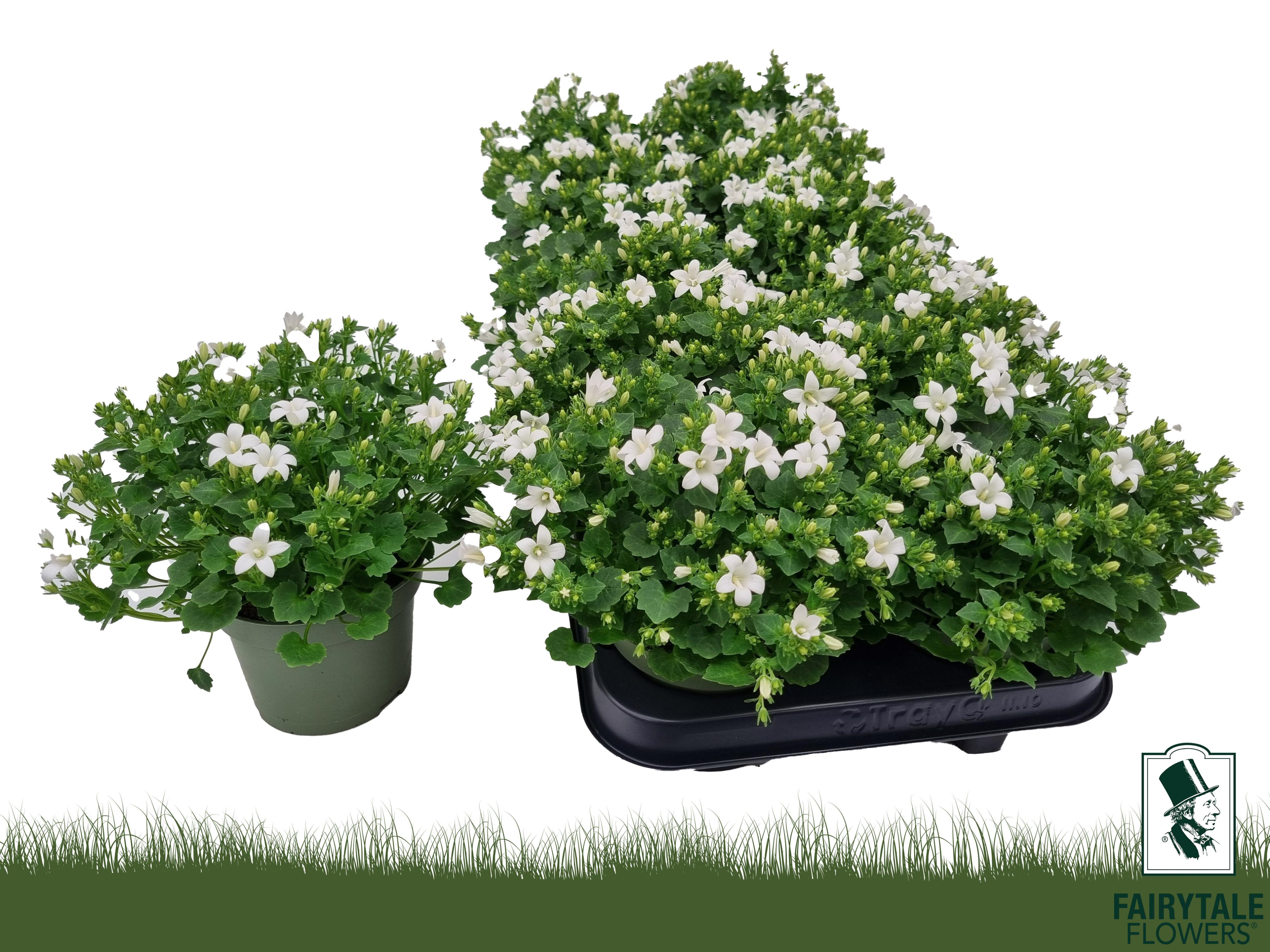 Горшечные цветы и растения оптом Campanula Porto White Get Mee от 10шт (для телеги) из Голландии с доставкой по России