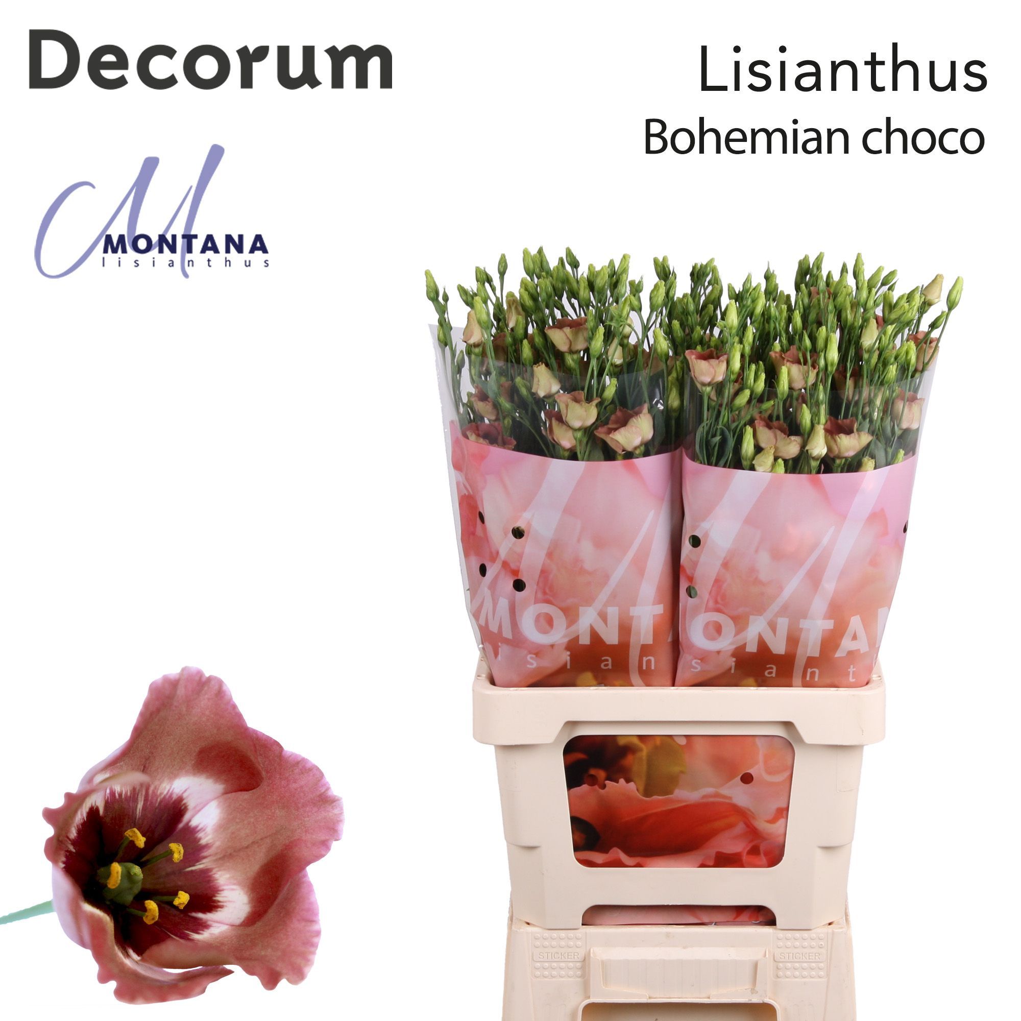 Срезанные цветы оптом Lisianthus si bohemian choco от 20шт из Голландии с доставкой по России