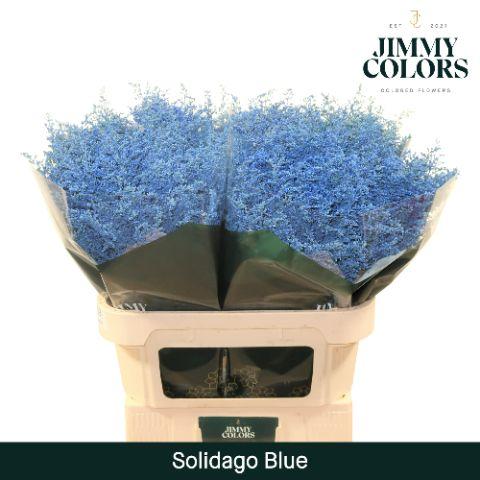 Срезанные цветы оптом Solidago paint blue от 100шт из Голландии с доставкой по России
