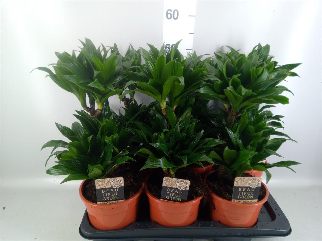 Горшечные цветы и растения оптом Dracaena Frag. compacta от 6шт из Голландии с доставкой по России