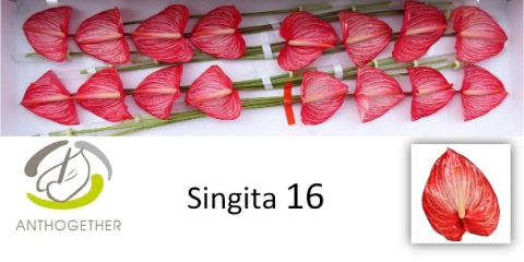 Срезанные цветы оптом Anthurium singita от 16шт из Голландии с доставкой по России