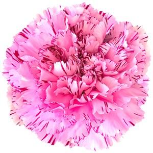 Срезанные цветы оптом Dianthus st yukari scuro от 240шт из Голландии с доставкой по России