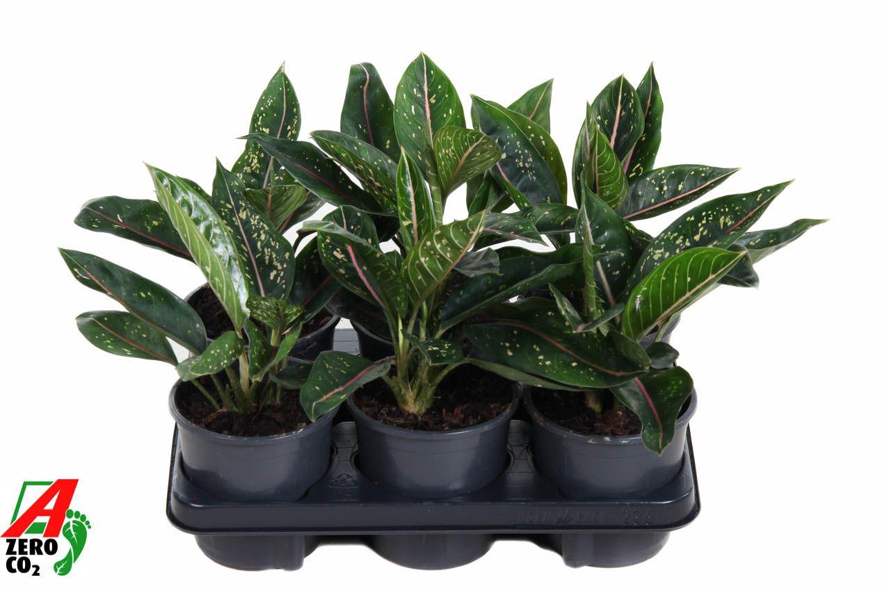 Горшечные цветы и растения оптом Aglaonema Green Star от 6шт из Голландии с доставкой по России