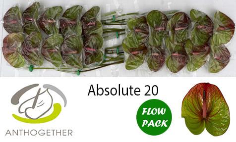 Срезанные цветы оптом Anthurium absolute от 20шт из Голландии с доставкой по России