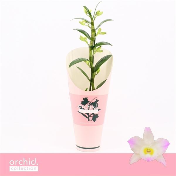 Горшечные цветы и растения оптом Dendr Nob 1st Kumiko Compact Orchid Collection от 6шт из Голландии с доставкой по России