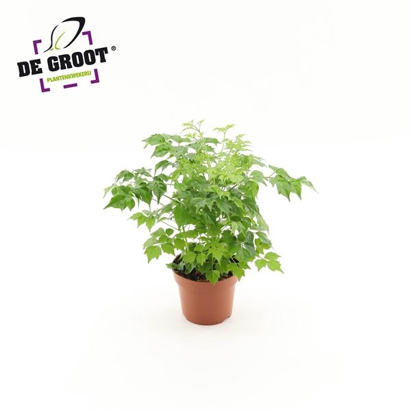 Горшечные цветы и растения оптом Radermachera Sinica от 8шт из Голландии с доставкой по России