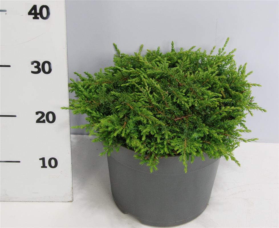 Горшечные цветы и растения оптом Juniperus Comm Green Carpet от 1шт из Голландии с доставкой по России