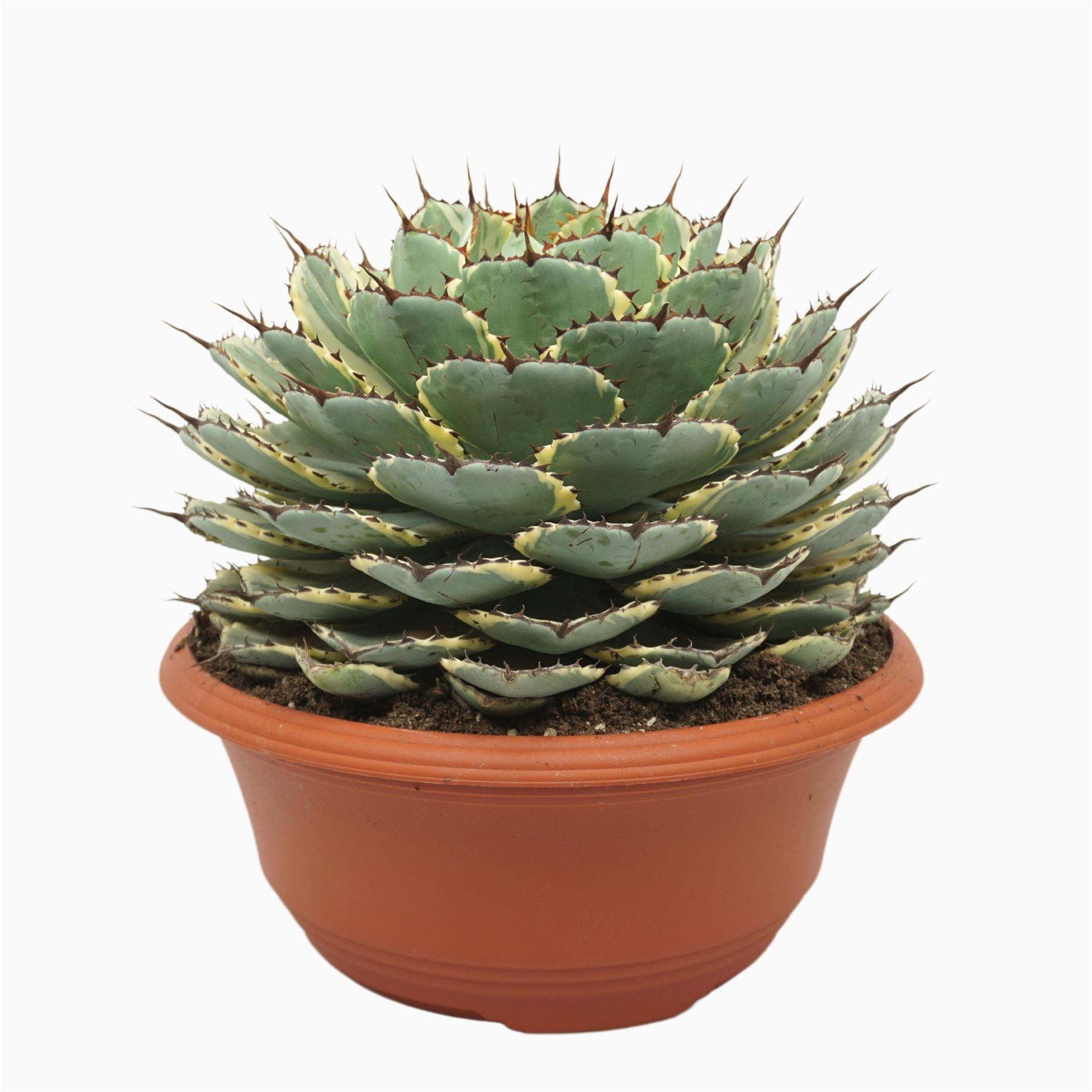 Горшечные цветы и растения оптом Agave ... от 1шт из Голландии с доставкой по России
