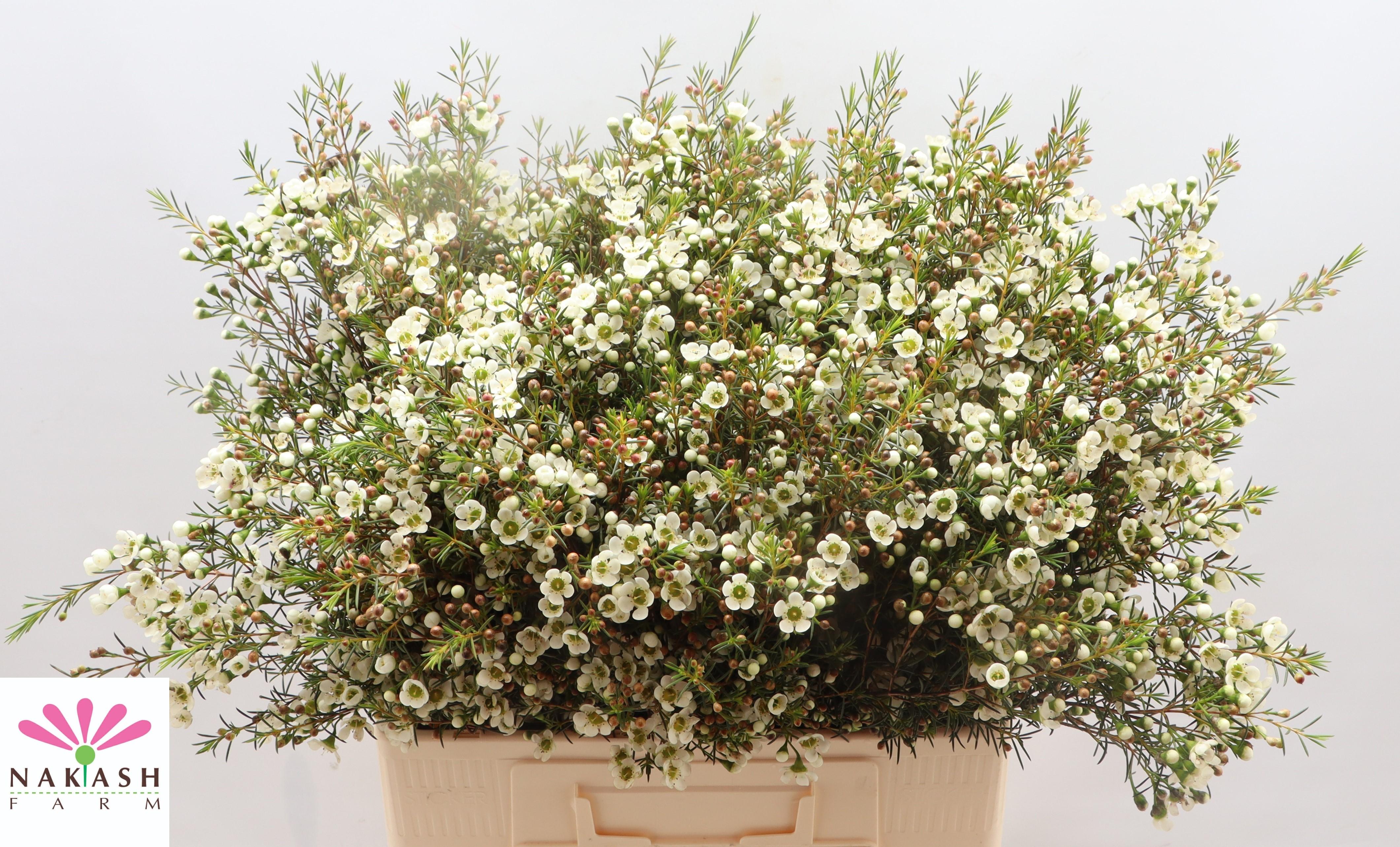 Срезанные цветы оптом Chamelaucium ivory pearl от 75шт из Голландии с доставкой по России