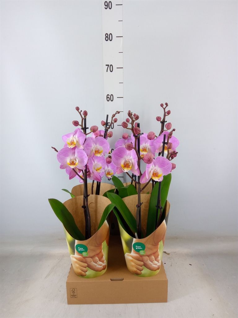 Горшечные цветы и растения оптом Phalaenopsis   ...rose от 4шт' из Голландии с доставкой по России