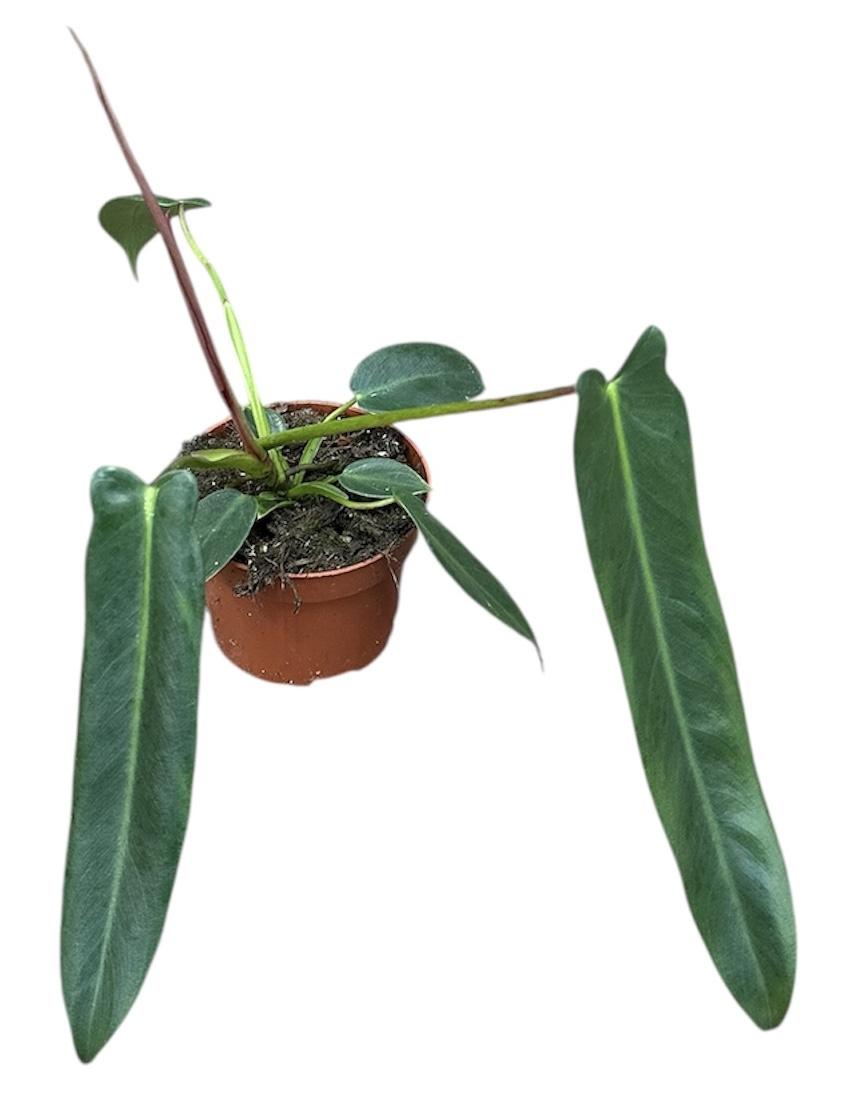 Горшечные цветы и растения оптом Philodendron Spiritus Sancti от 1шт из Голландии с доставкой по России