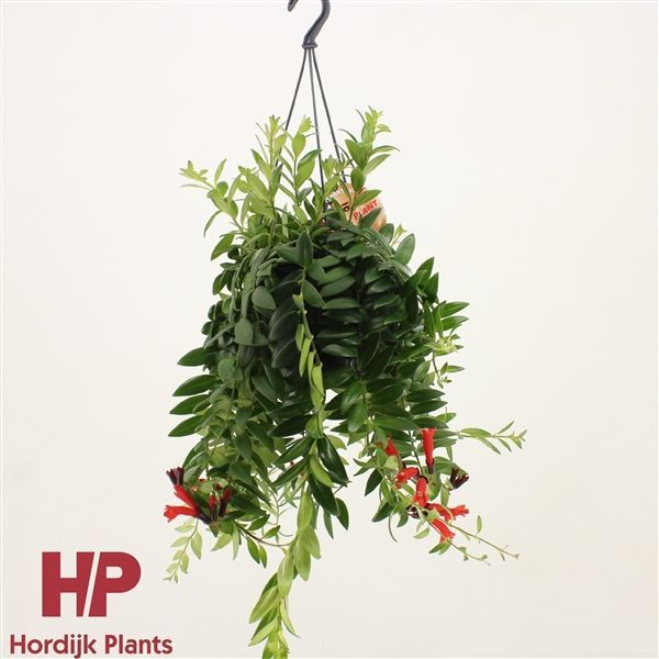 Горшечные цветы и растения оптом Aeschynanthus Caroline Flowering Hanging Pot от 7шт из Голландии с доставкой по России