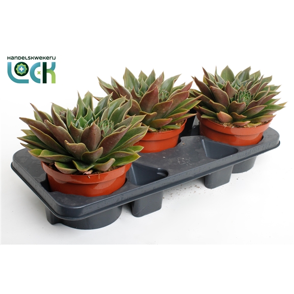 Горшечные цветы и растения оптом Echeveria Mexico от 3шт из Голландии с доставкой по России