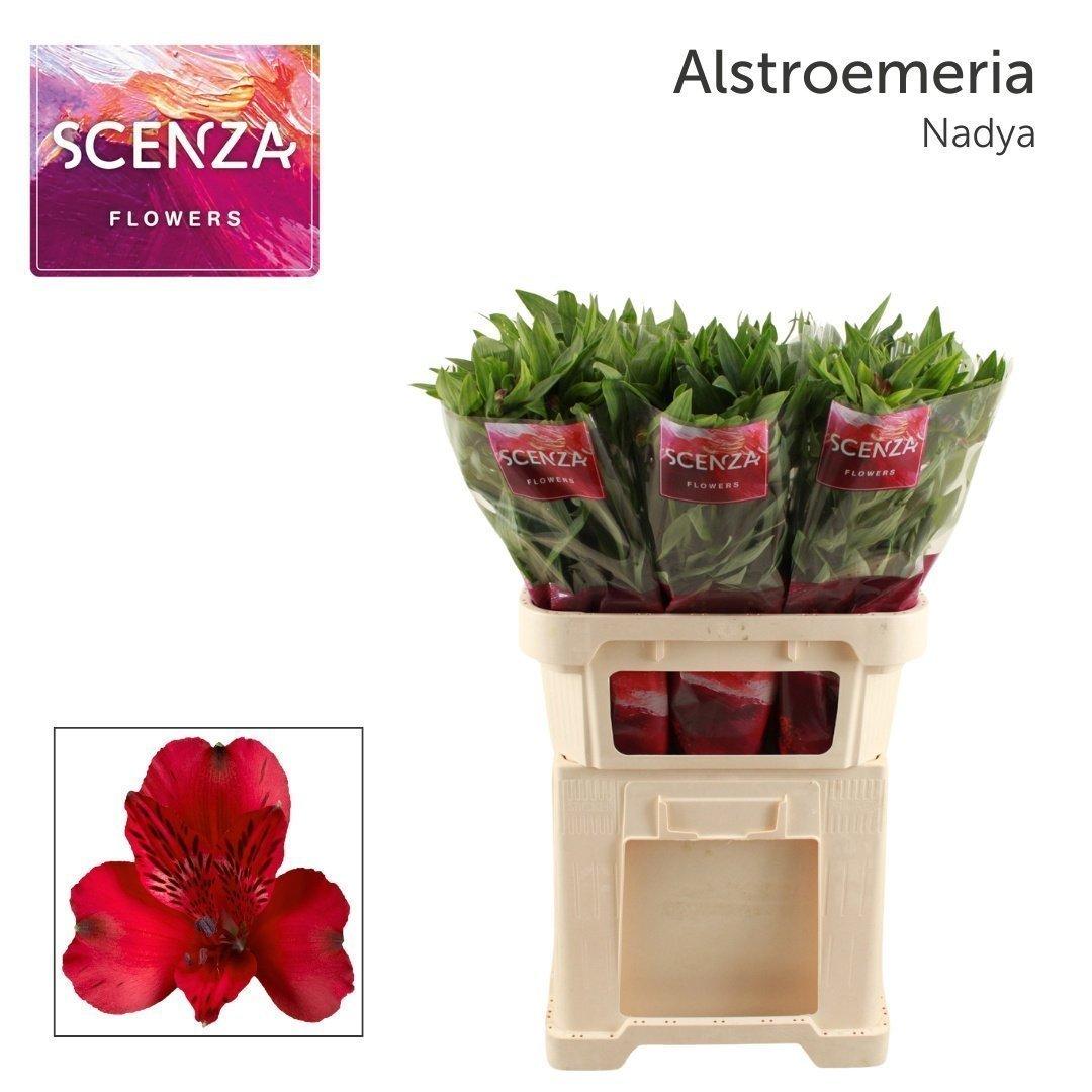 Срезанные цветы оптом Alstroemeria nadya от 60шт. из Голландии с доставкой по России