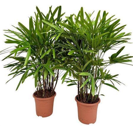 Горшечные цветы и растения оптом Rhapis Excelsa P27 от 1шт из Голландии с доставкой по России