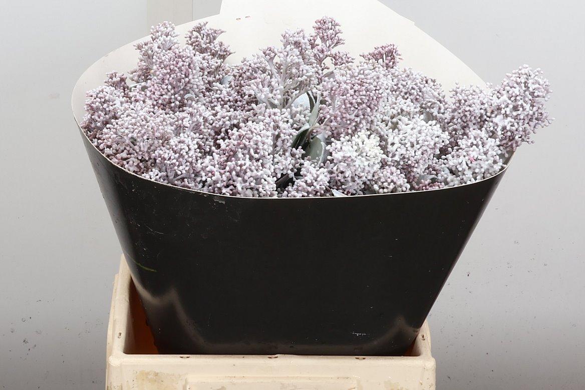 Срезанные цветы оптом Skimmia wax white от 5шт из Голландии с доставкой по России