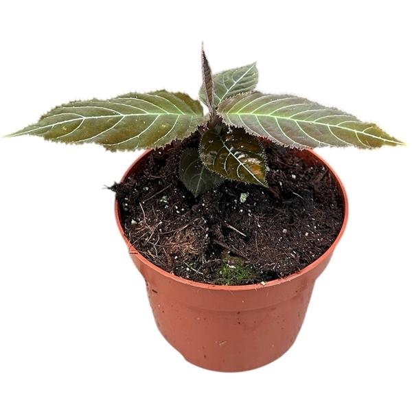 Горшечные цветы и растения оптом Labisia Gigantifolia от 1шт из Голландии с доставкой по России